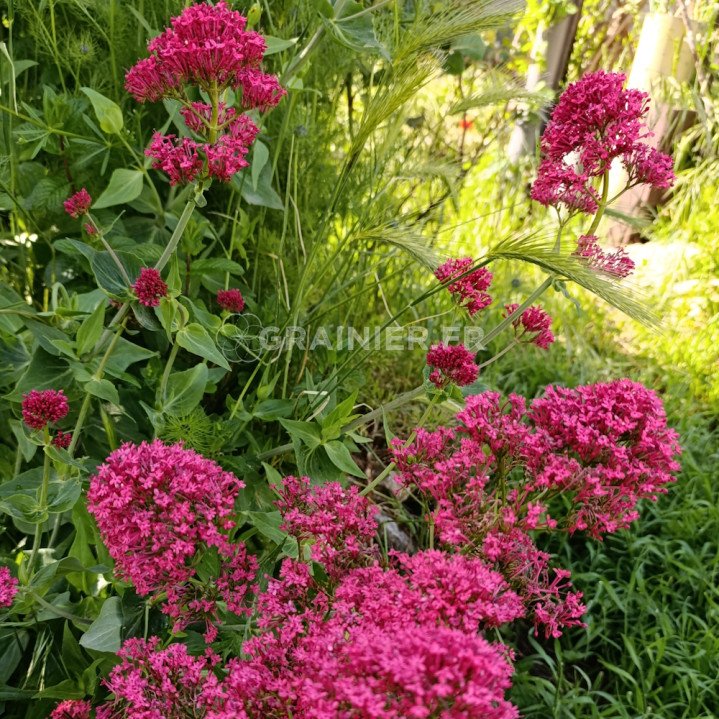 Valériane rouge, Centranthus ruber coccineus image